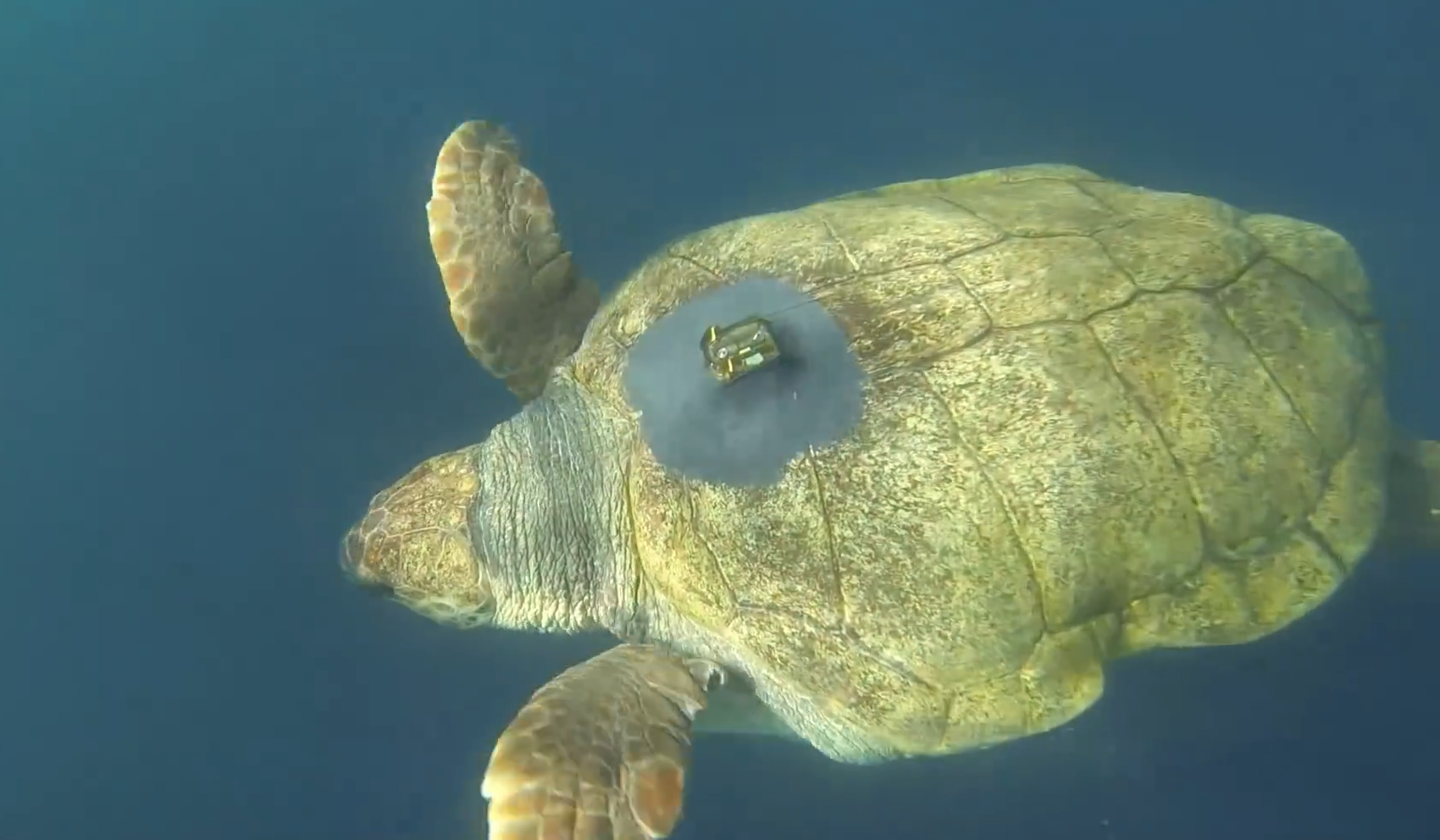 Yoshi, une tortue caouanne de 180 kg, a parcouru 37.000 kilomètres en deux ans depuis qu’elle a été relâchée de son aquarium en Afrique du Sud. © Two Oceans Aquarium, YouTube